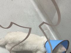 -谐和益家动物医院·免疫绝育·血液透析·宠保定点医院(高新伊藤分院)