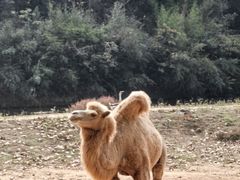 -杭州野生动物世界