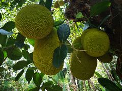 -西双版纳原始森林公园