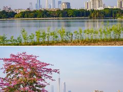 -海珠湖公园