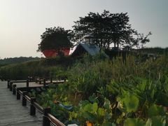-大塘金香草谷