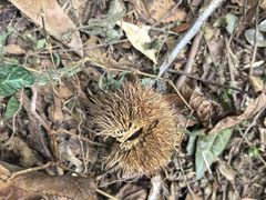 -上海佘山国家森林公园天马山园