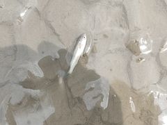 -奉贤海滩