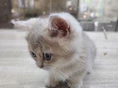 -飞行喵MR PILOT|猫舍·猫咖(静安大融城店)