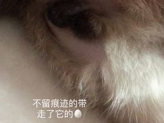 -中农国际动物医院24小时·猫科·骨科·急重症中心