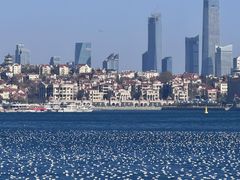 -甄御•海鲜新青岛菜(麦岛店)