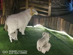-老阿妈蒙古村·蒙古包·草原文化·歌舞表演(老君堂店)