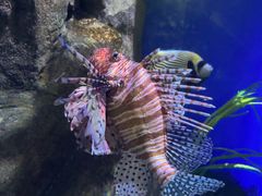 -香港海洋公园