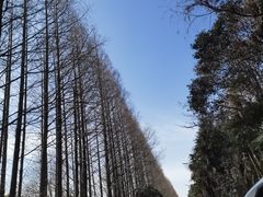 -上海海湾国家森林公园