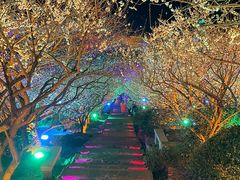 -香雪海