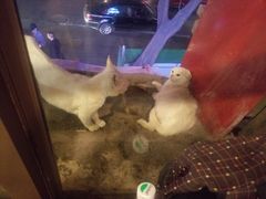 -朱氏胖子烂火锅(洪崖洞店)