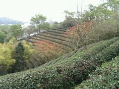 android_upload_pic-东部华侨城