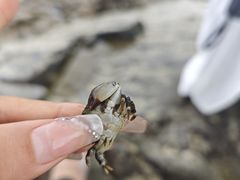 -冠头岭