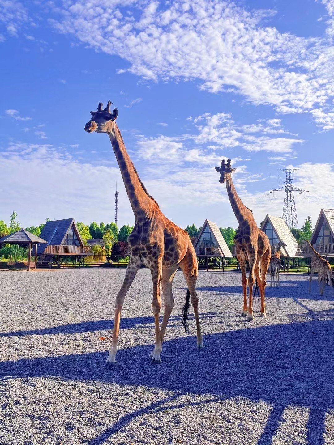 这个动物园有点意思