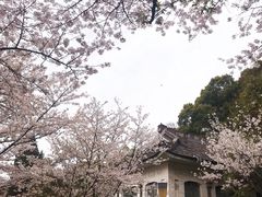 -武汉大学-樱园