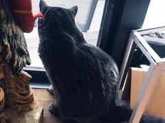 -吉丁鸟咖·异宠·寄养