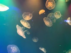 -华夏文旅海洋公园