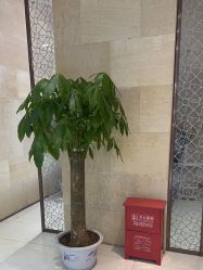-银座Calla日式美容沙龙