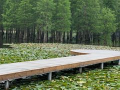 -白鹭湾湿地公园