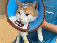 -瑞派申生动物医院·24H夜诊·国际动物医疗中心·骨外科(吴中路店)