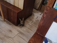 -海边的猫和咖啡馆