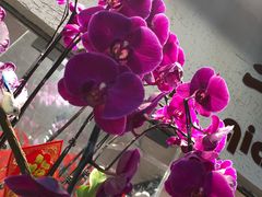-双季花艺园艺市场(浦东店)
