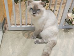 -藏猫猫咖啡主题馆(中央大道店)