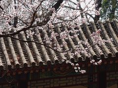 -颐和园