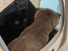 -瑞派·关忠动物医院·猫专科·犬专科(三环新城店)