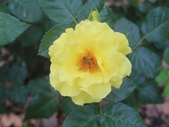 -上海鲜花港
