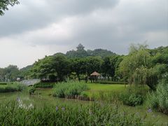 -王借岗森林公园
