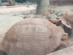 -海南热带野生动植物园