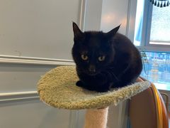 -遇见羊驼·奶狗咖·布偶猫咖·法斗柯基柴犬阿拉斯加(春熙路太古里IFS店)