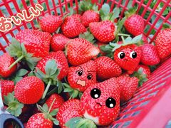 -田趣农庄草莓采摘园