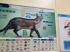 -城北动物医院·24h眼科·猫科·CT