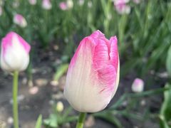 -玄武湖景区-情侣园游乐场