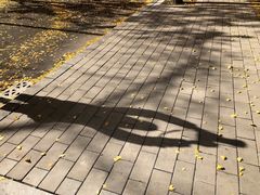-三里屯东五街银杏大道