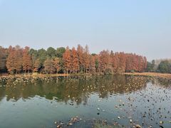 -东湖落雁景区