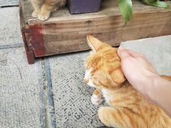 -知亘茶食