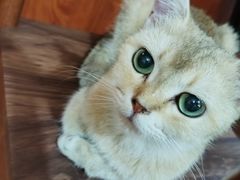 -楼上猫咖(罗湖店)