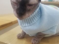 -李小姐の猫咖啡馆(五角场店)