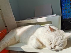-十年猫舍·猫咪专门店(普陀店)