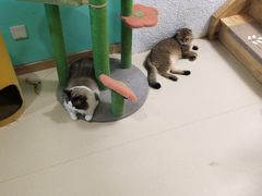 -猫在这儿猫咪咖啡馆·撸猫馆