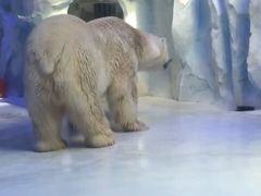 -芜湖新华联大白鲸海洋公园