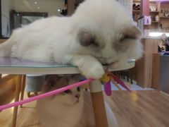 -滚猫咖啡·猫咖·猫友好撸猫(未来城店)