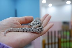 -Moni星球萌宠·小马宝莉·灵蛇·高端高阶全萌宠互动体验俱乐部(红豆国际广场店)
