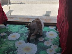 -郭记原生态烤羊腿(长宁路店)