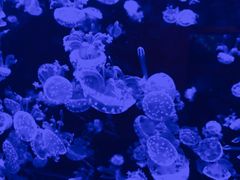 -烟台海昌鲸鲨海洋公园