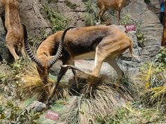 -陕西自然博物馆