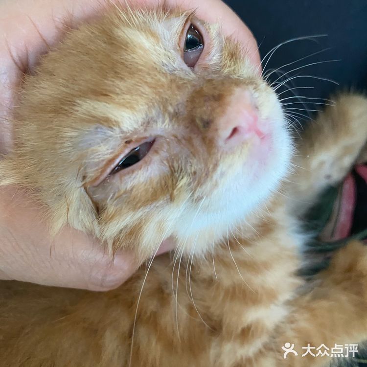 免费领养满月小橘猫，仅限北京！